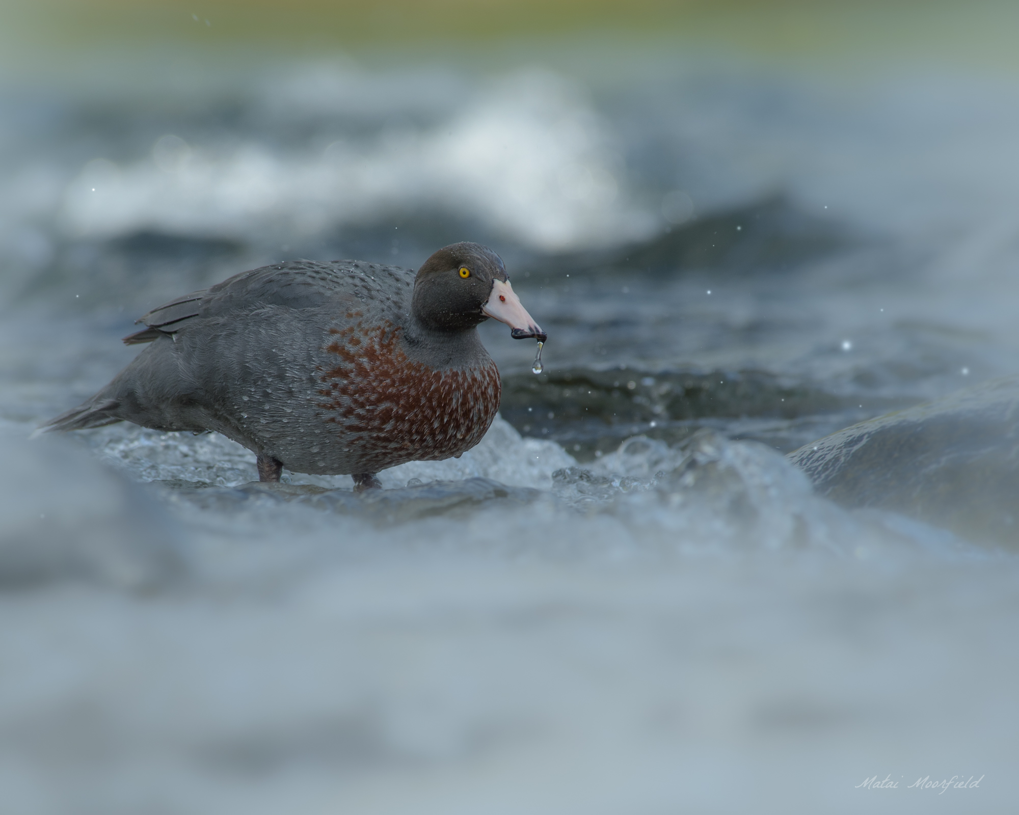 Native and endangered Blue Duck/Whio in river rapids - New Zealand Wildlife Bird Photo